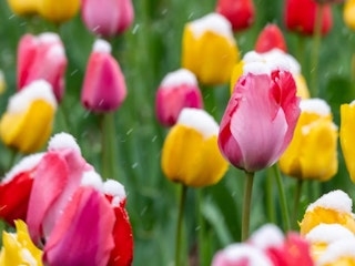 Mother's Day in Aspen