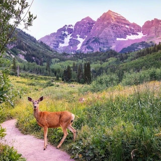 Wildlife near Maroon Bells in Aspen